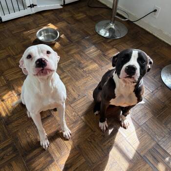 Rescue Pit Bull Terrier Dogs for Adoption in South Elgin, Illinois - Spooky Dukes - Home To Home | PetCurious