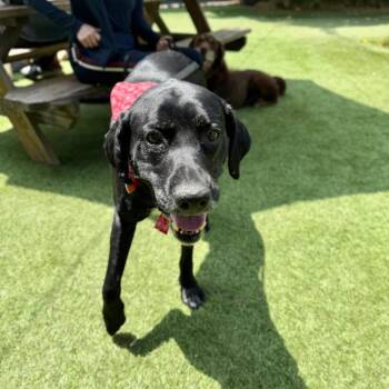 Black Labrador Retriever Dogs Available for Adoption in Los Angeles, California - Ness | PetCurious