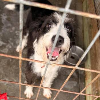 Apple Juice -  Standard Schnauzer Dog for Adoption in Hollister, Florida - Apple Juice | PetCurious