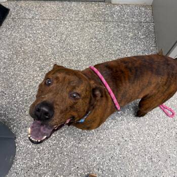 American Staffordshire Terrier and Mixed Breed Dogs Available for Adoption in Parkersburg, West Virginia - Tiger Woods | PetCurious