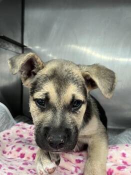DINA -  German Shepherd Dog Dog for Adoption in San Bernardino, California - DINA | PetCurious