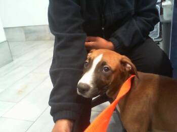 Pit Bull Terrier Dogs Available for Adoption - CHILI | PetCurious