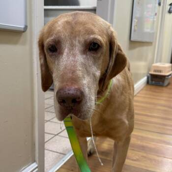John -  Labrador Retriever Dog for Adoption in Sunrise, Florida - John | PetCurious