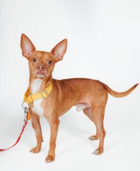 Rigo -  Chihuahua Dog for Adoption in West Hollywood, California - Rigo | PetCurious