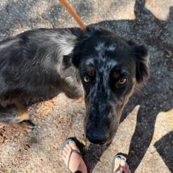 Whitney -  Australian Shepherd and Mixed Breed Dog for Adoption in Madison, Wisconsin - Whitney | PetCurious