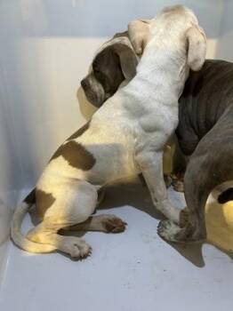 Bashful -  Fox Terrier and Mixed Breed Dog for Adoption in Atlanta, Georgia - Bashful | PetCurious