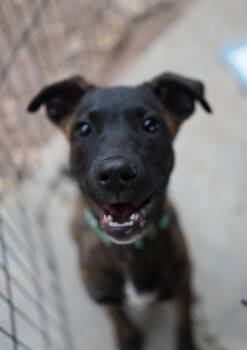 Rescue Catahoula Leopard Dog and Australian Cattle Dog Blue Heeler Dogs for Adoption in Pflugerville, Texas - Vegas | PetCurious