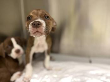 American Bulldog Dogs Available for Adoption in Doral, Florida - TODO | PetCurious