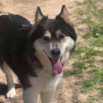Husky and Alaskan Malamute Dogs Available for Adoption - Dallas | PetCurious