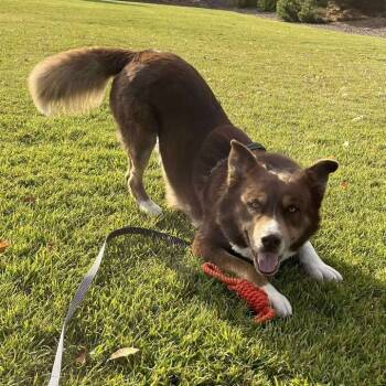 Rescue Husky and Chocolate Labrador Retriever Dogs for Adoption in Idaho Falls, Idaho - Hennessey | PetCurious