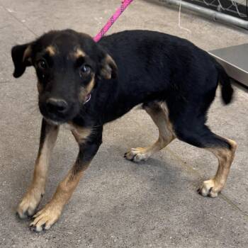 110912 -  Mixed Breed Dog for Adoption in Las Cruces, New Mexico - 110912 | PetCurious