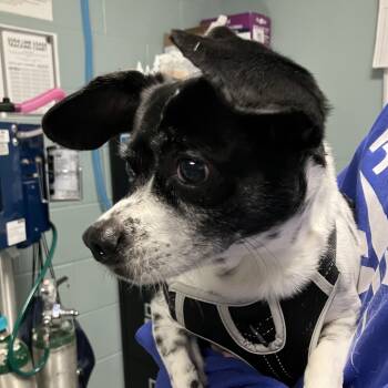 Rescue Chihuahua and Mixed Breed Dogs for Adoption in Greenville, South Carolina - Sebastian | PetCurious