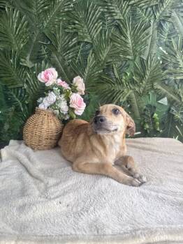 Mixed Breed Dogs Available for Adoption in Richmond, Virginia - Velma | PetCurious