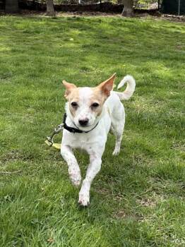 Chihuahua Dogs Available for Adoption in Plymouth, Connecticut - CAROL Brady Bunch | PetCurious