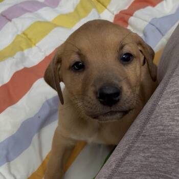 Winston -  Mixed Breed Dog for Adoption in Jena, Louisiana - Winston | PetCurious