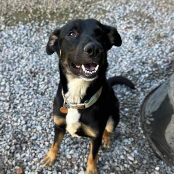 Savior -  Shepherd Dog for Adoption in Columbia, South Carolina - Savior | PetCurious