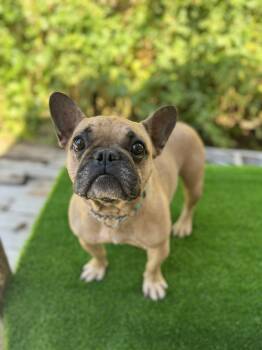 BUTTERSCOTCH -  French Bulldog Dog for Adoption in San Francisco, California - BUTTERSCOTCH | PetCurious