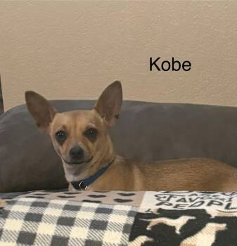 Chihuahua Dogs Available for Adoption - Kobe | PetCurious