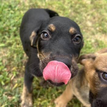 Willie -  Labrador Retriever and Mixed Breed Dog for Adoption in West Point, Mississippi - Willie | PetCurious