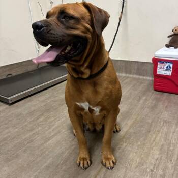 Lovey -  Pit Bull Terrier and Rottweiler Dog for Adoption in Pasadena, California - Lovey | PetCurious