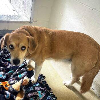 Labrador Retriever and Husky Dogs Available for Adoption in Kansas City, Kansas - Rosco | PetCurious