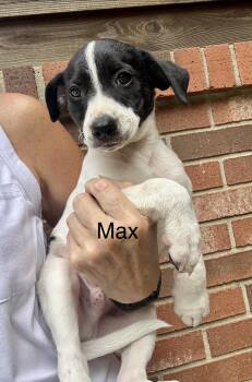 Max and MiMi -  Jack Russell Terrier and Fox Terrier Dog for Adoption in Armada, Michigan - Max And MiMi | PetCurious