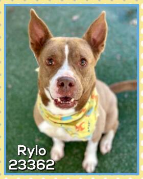 RYLO -  Pit Bull Terrier and Cattle Dog Dog for Adoption in Marietta, Georgia - RYLO | PetCurious