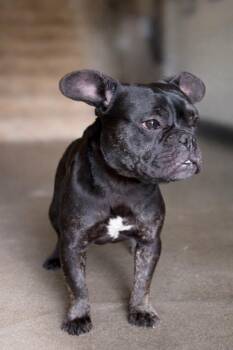 French Bulldog Dogs Available for Adoption - Moxie - Sponsored By Casey Johnson | PetCurious