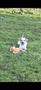 Oscar -  Terrier Dog for Adoption in Mokena, Illinois - Oscar | PetCurious