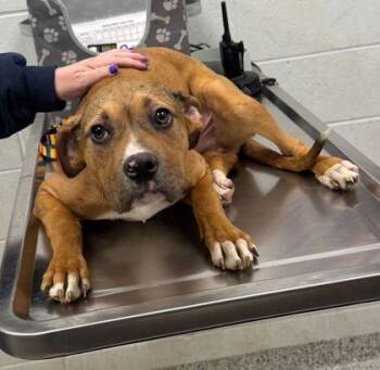Mixed Breed Dogs Available for Adoption in Kansas City, Missouri - Topi | PetCurious