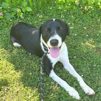 Kyle -  Mixed Breed Dog for Adoption in Chattanooga, Tennessee - Kyle | PetCurious