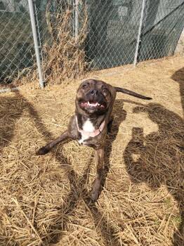 Pit Bull Terrier Dogs Available for Adoption - Molly | PetCurious