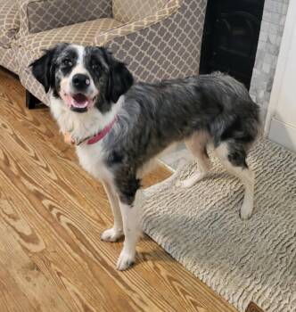 Nova -  Border Collie and Australian Shepherd Dog for Adoption in Catlettsburg, Kentucky - Nova | PetCurious