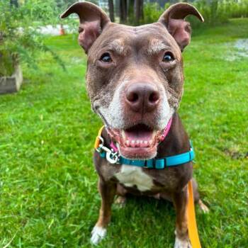 Aubrey -  Mixed Breed Dog for Adoption in Pittsburgh, Pennsylvania - Aubrey | PetCurious
