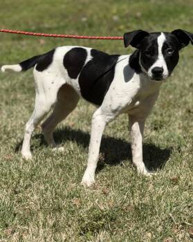 Terrier Dogs Available for Adoption in Locust Fork, Alabama - Paris | PetCurious