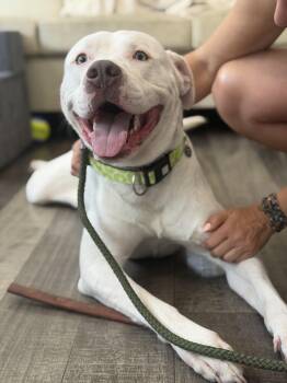Junior -  Pit Bull Terrier and American Bulldog Dog for Adoption in Mahwah, New Jersey - Junior | PetCurious