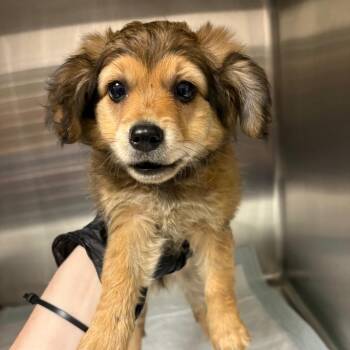 Honey -  Mixed Breed Dog for Adoption in Columbiana, Alabama - Honey | PetCurious
