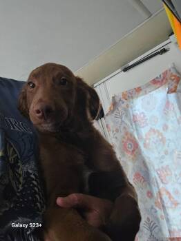 Teddy -  Labrador Retriever and Shepherd Dog for Adoption in Newport, New Hampshire - Teddy | PetCurious