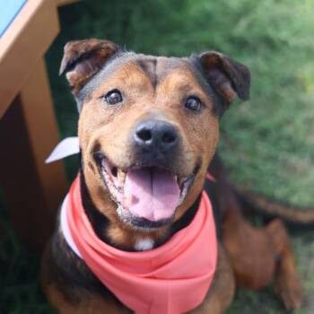RIN -  Hound Dog for Adoption in San Antonio, Texas - RIN | PetCurious