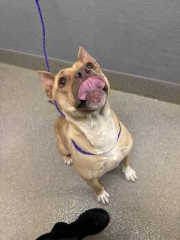 Pit Bull Terrier Dogs Available for Adoption - COCONUT CREAMPIE | PetCurious