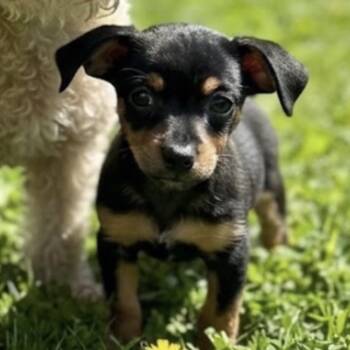 Praline -  Poodle and Rat Terrier Dog for Adoption in Baton Rouge, Louisiana - Praline | PetCurious