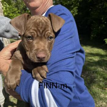 Pit Bull Terrier Dogs Available for Adoption in Brentwood, Tennessee - Finn | PetCurious