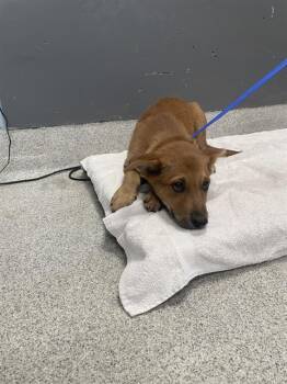 PEANUT -  Carolina Dog and Canaan Dog Dog for Adoption in Tallahassee, Florida - PEANUT | PetCurious