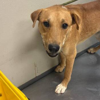 Apple -  Yellow Labrador Retriever and Mixed Breed Dog for Adoption in Yuma, Arizona - Apple | PetCurious