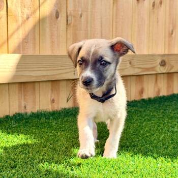 Kicker -  Golden Retriever Dog for Adoption in La Grange, Kentucky - Kicker | PetCurious