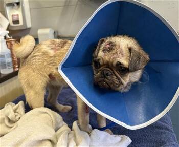 PEGGY -  Pug Dog for Adoption in Camarillo, California - PEGGY | PetCurious