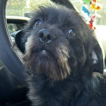 Toto -  Mixed Breed Dog for Adoption in Poplar Bluff, Missouri - Toto | PetCurious