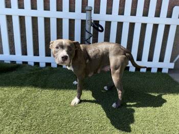 MAMA BEAR -  Staffordshire Bull Terrier Dog for Adoption in Modesto, California - MAMA BEAR | PetCurious