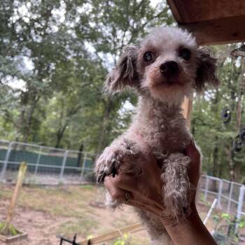 Louie - TX -  Miniature Poodle and Shih Poo Dog for Adoption in Bryan, Texas - Louie - TX | PetCurious