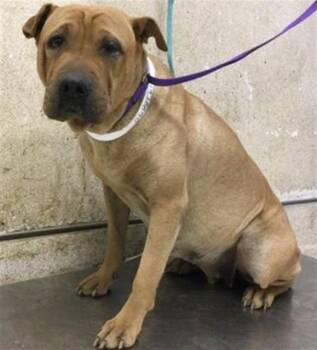 PUDDIN -  Shar Pei Dog for Adoption in Riverside, California - PUDDIN | PetCurious